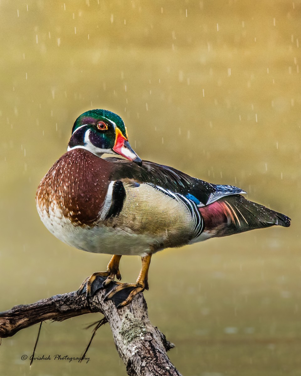 Wood Duck - ML405402801