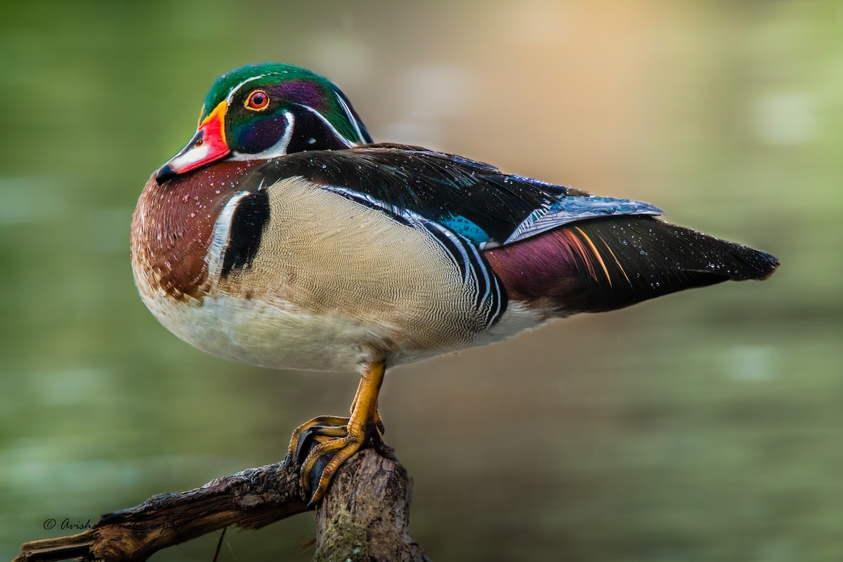 Wood Duck - ML405402821