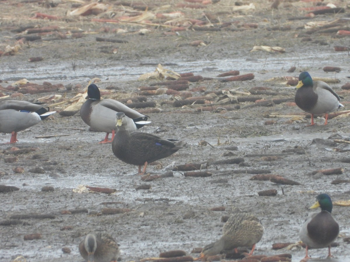 American Black Duck - ML405402831