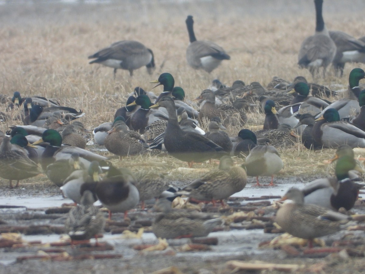 American Black Duck - ML405403001