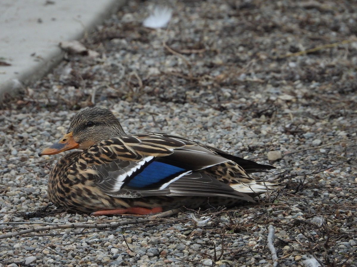 Canard colvert - ML405403071