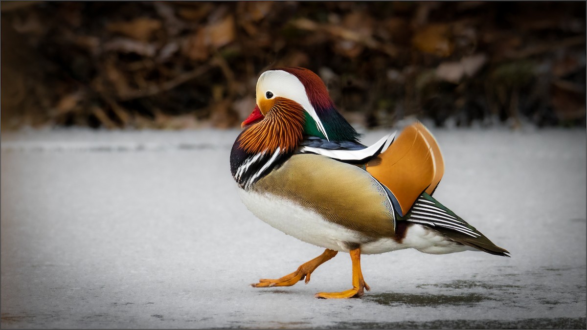 Canard mandarin - ML405403221