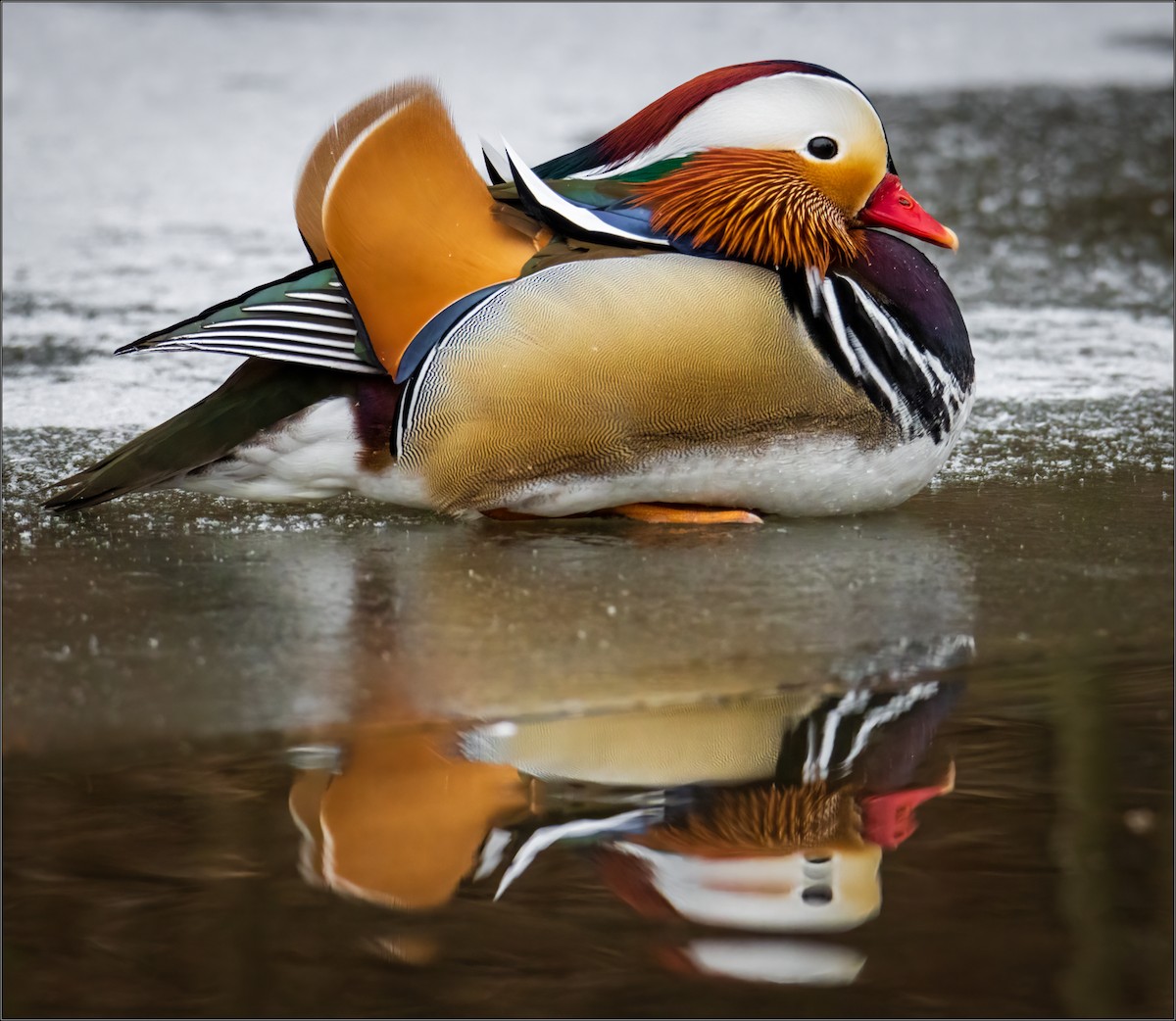 Mandarin Duck - ML405403241