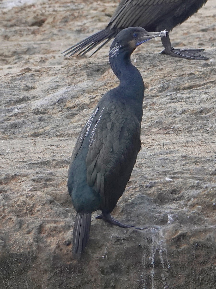 Brandt's Cormorant - ML405403531