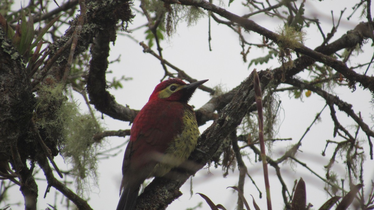 Crimson-mantled Woodpecker - ML405405561