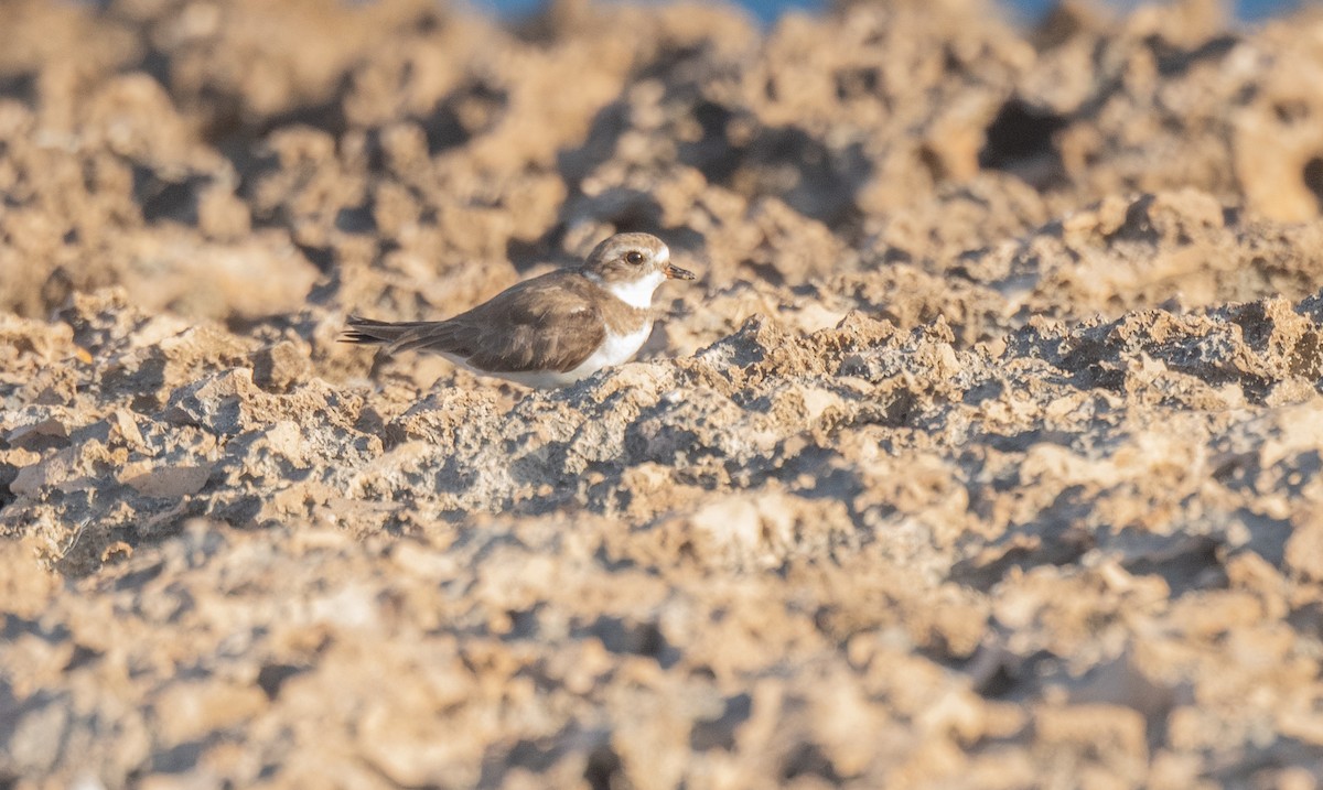 Semipalmated Plover - ML405406021