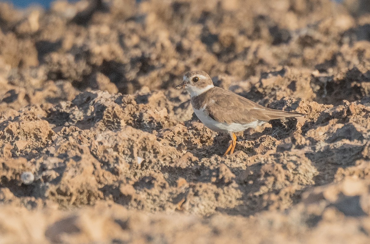 Semipalmated Plover - ML405406031