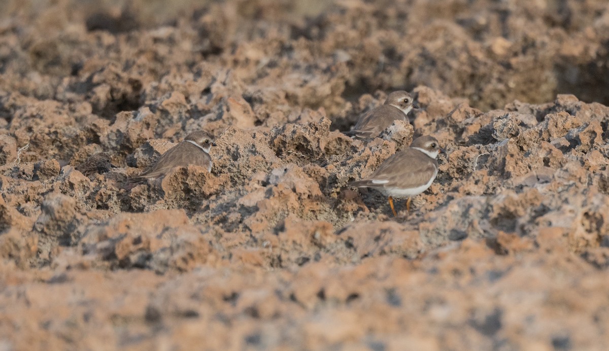 Semipalmated Plover - Wim van Zwieten