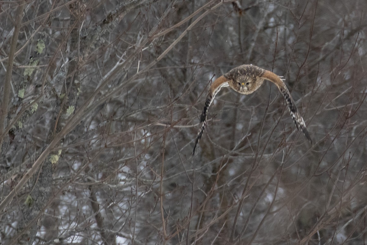 Red-shouldered Hawk - ML405406981