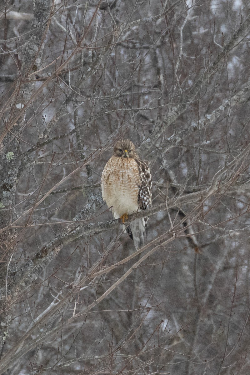 Red-shouldered Hawk - ML405407001