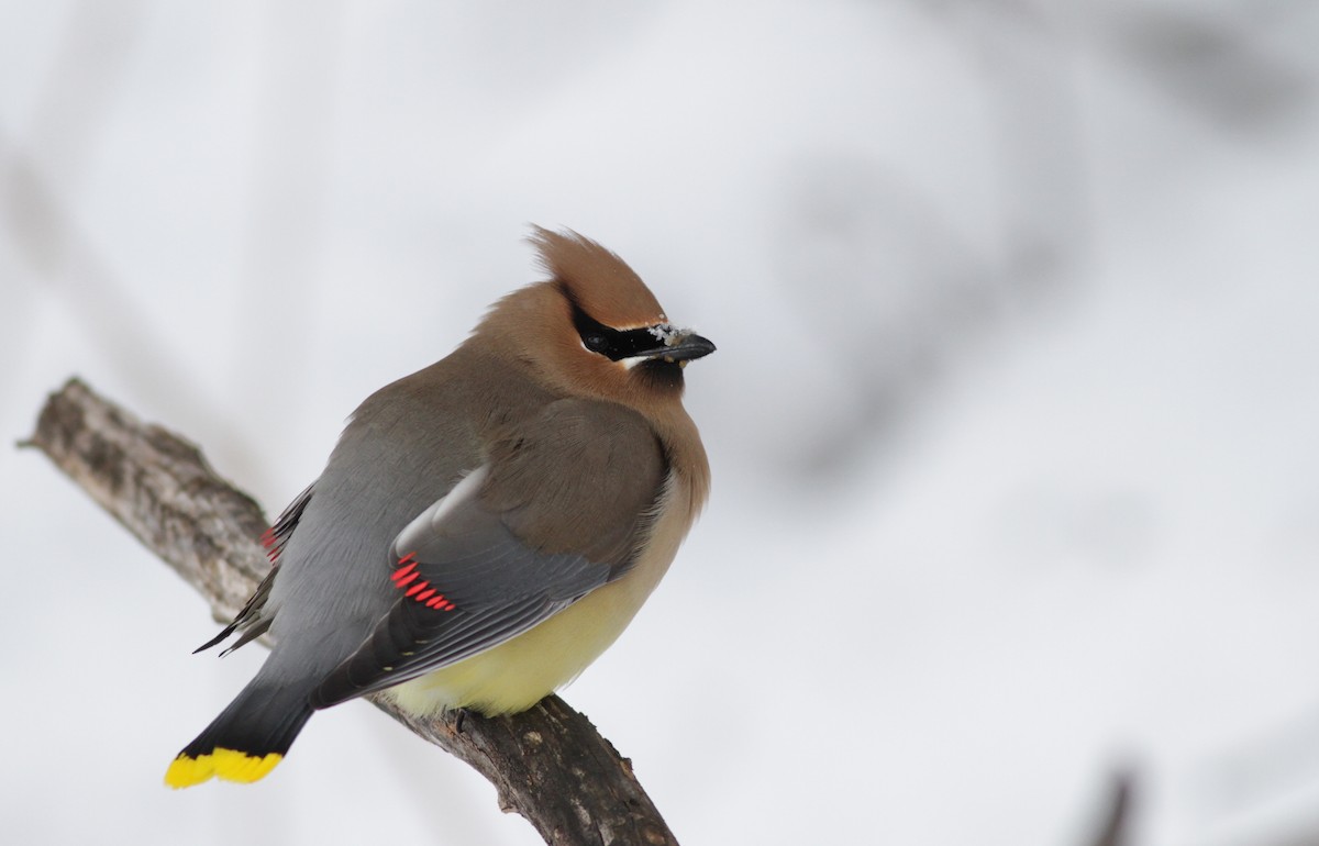 Cedar Waxwing - Ian Davies