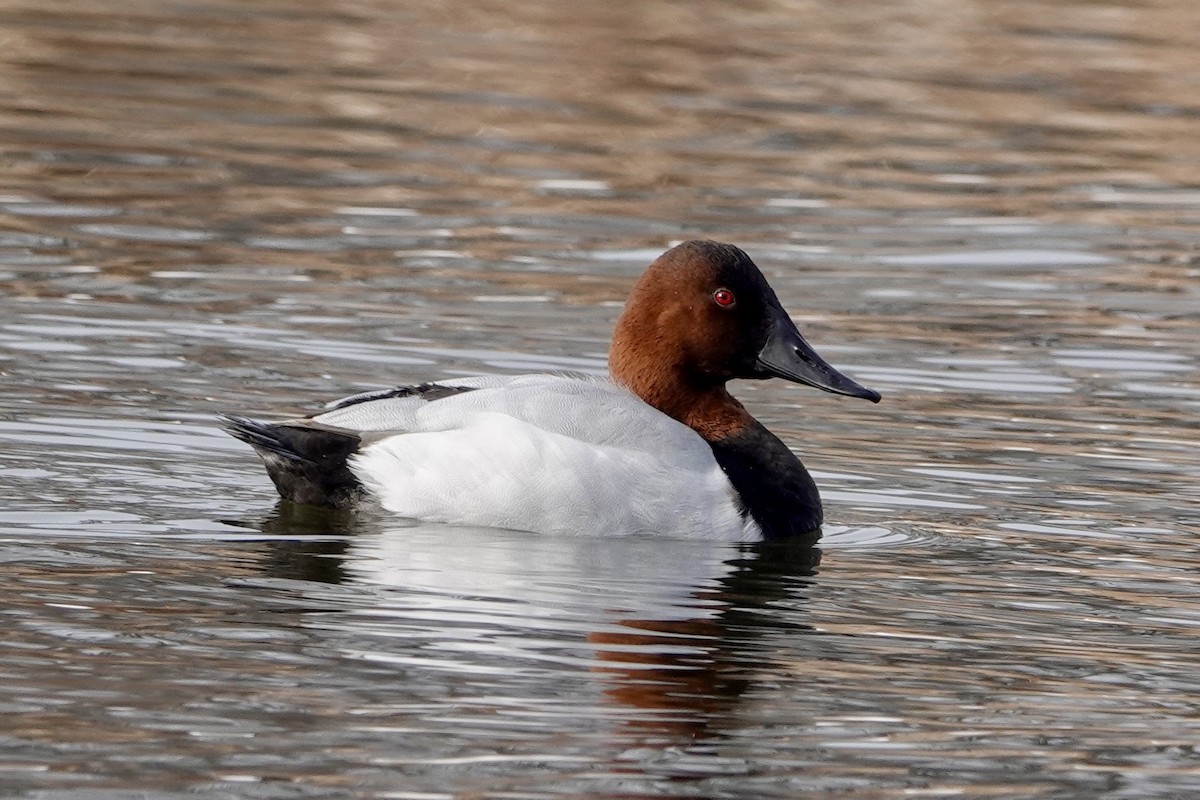 Canvasback - Melissa Kesling