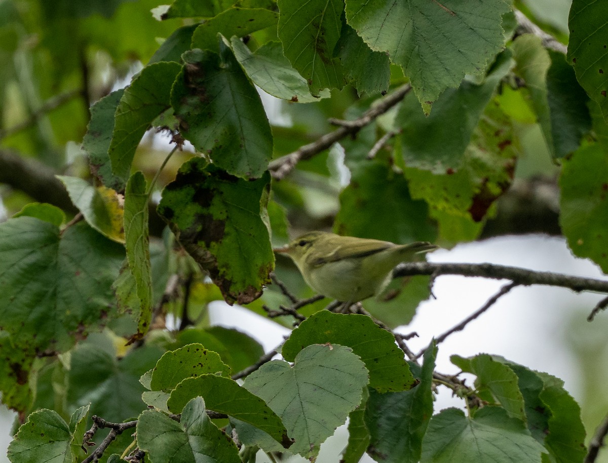 Green Warbler - ML405408921