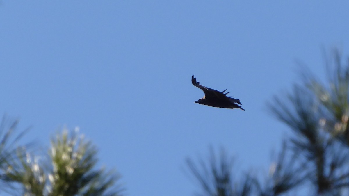 Cinereous Vulture - René Rodríguez