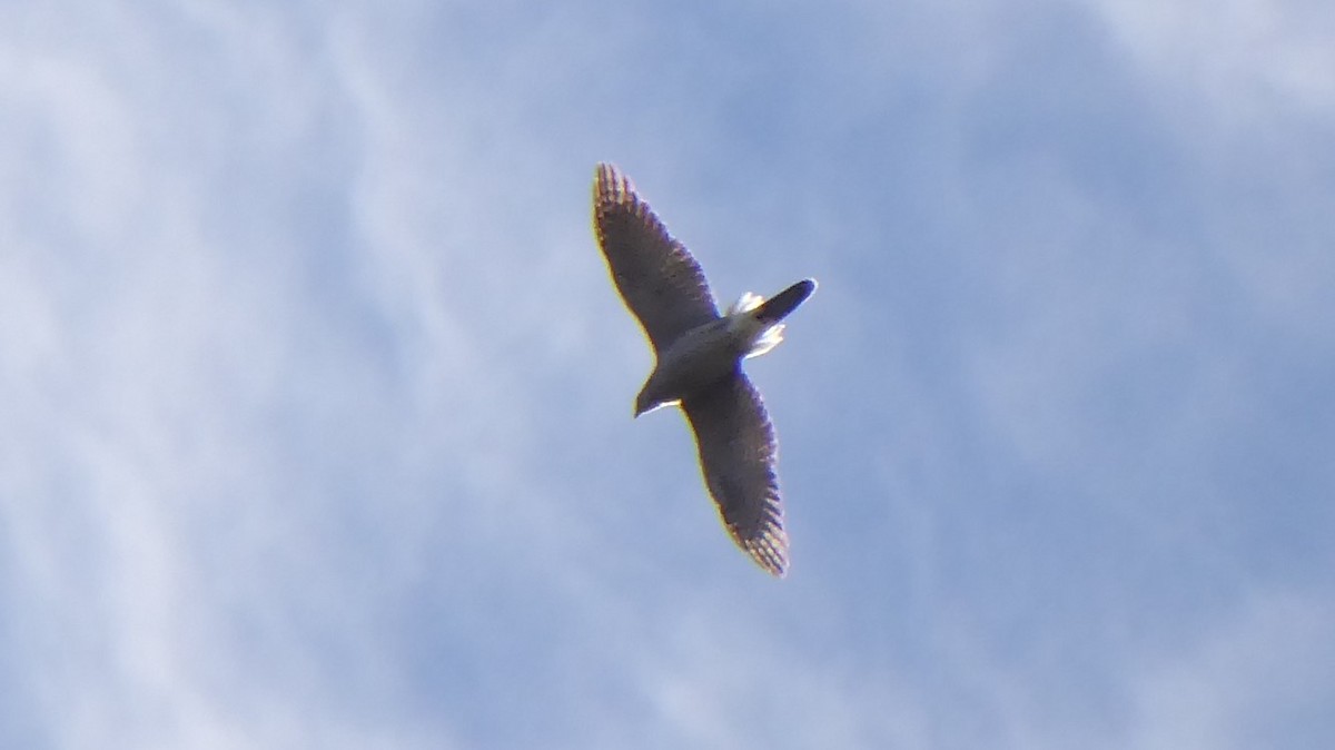 Eurasian Goshawk - ML405409381