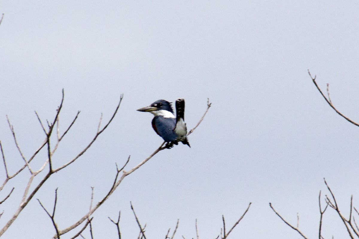 Belted Kingfisher - ML40541221