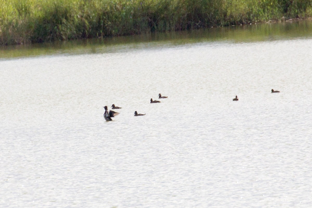 Ring-necked Duck - ML40541281