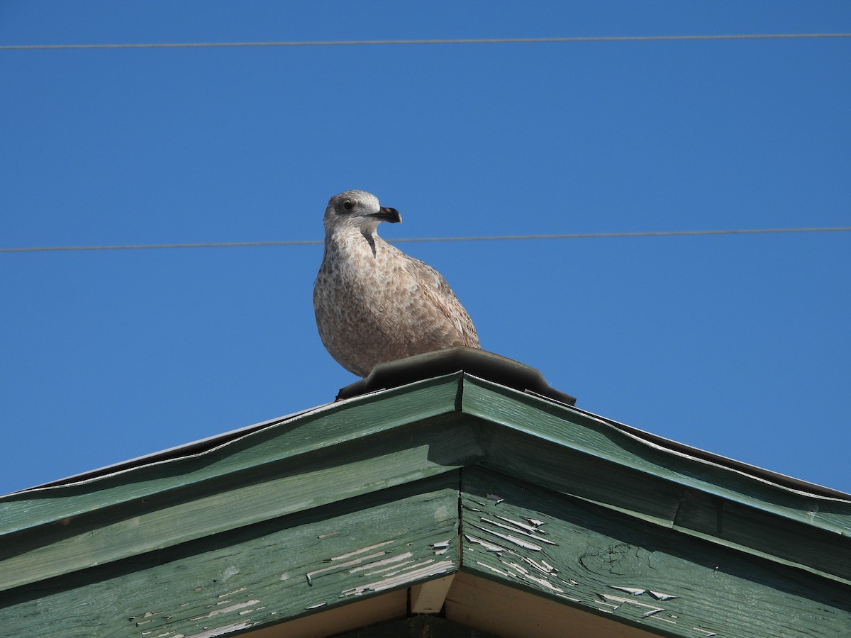 Herring Gull - ML405413021