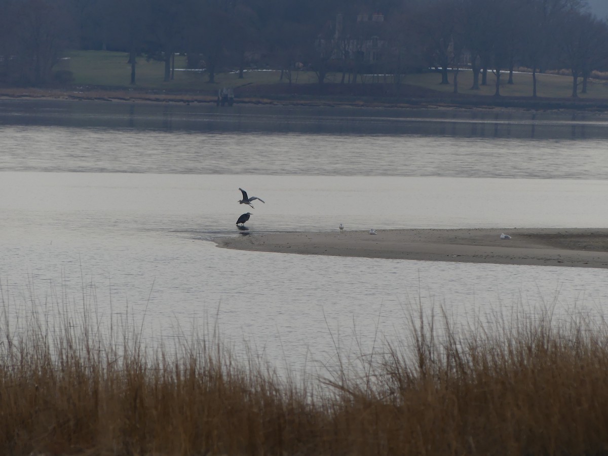 Great Blue Heron - ML405413321