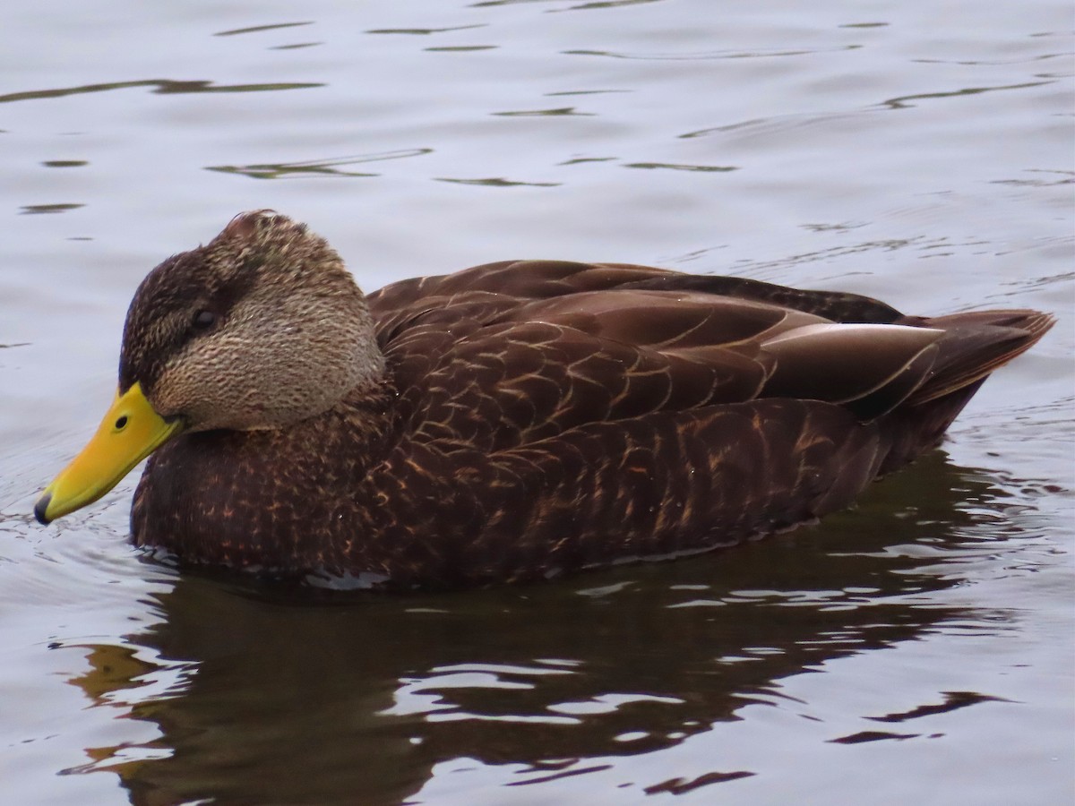 American Black Duck - ML405413441