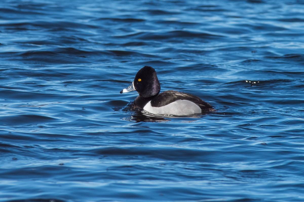 Ring-necked Duck - Emily Turteltaub Nelson