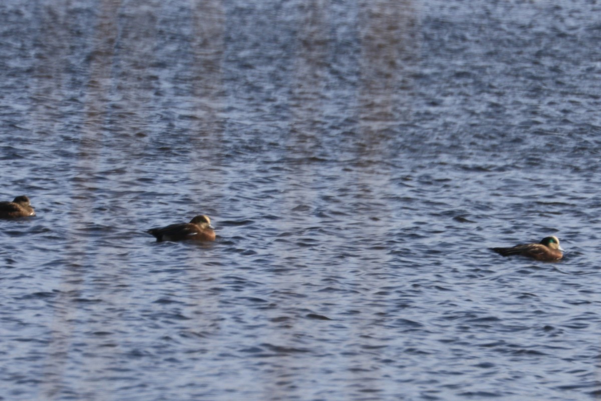 American Wigeon - ML405414101