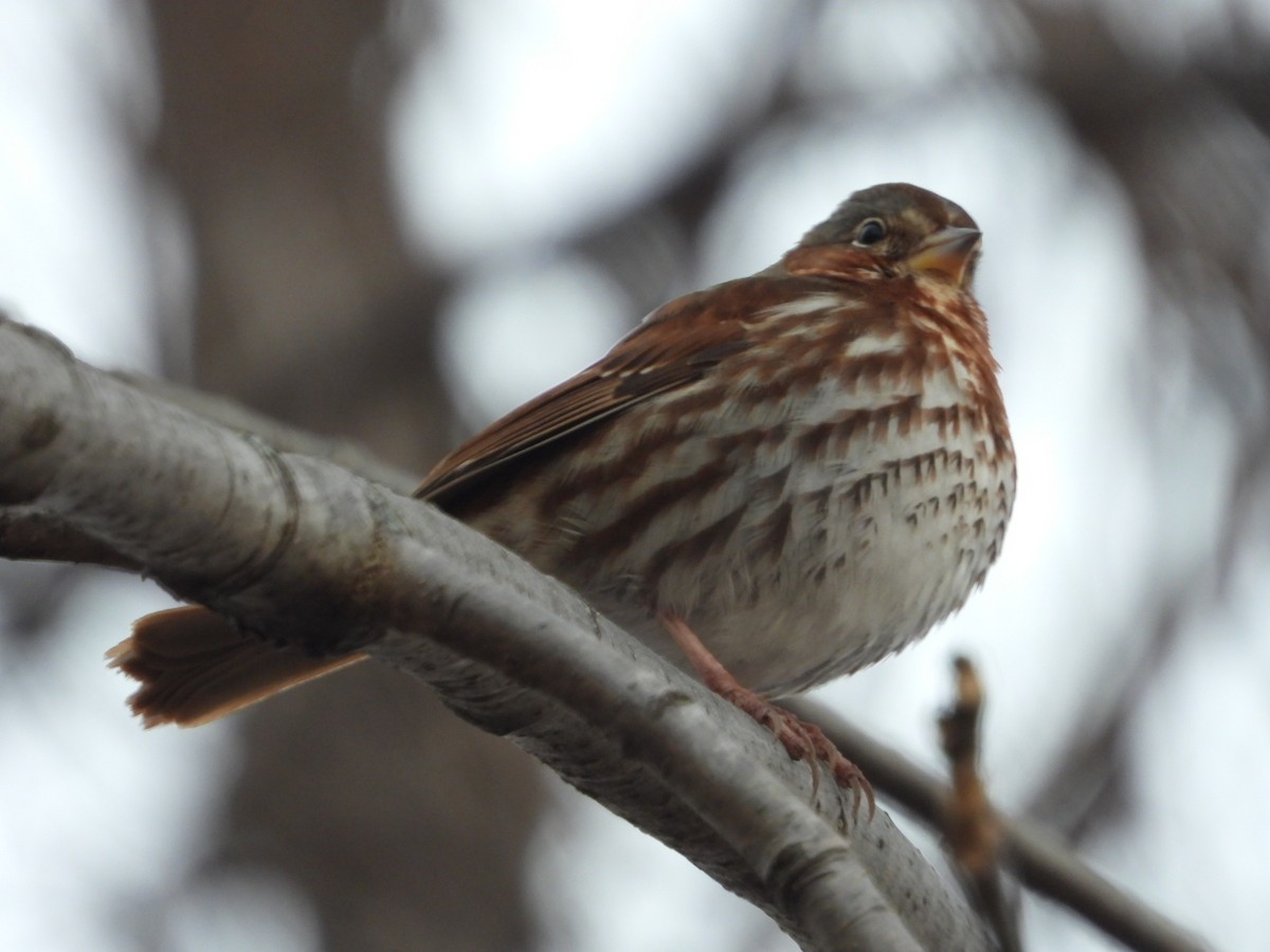 Fox Sparrow (Red) - Moe Lehmann