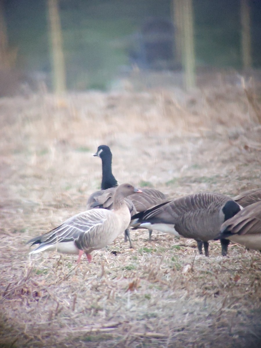 Pink-footed Goose - ML405415651
