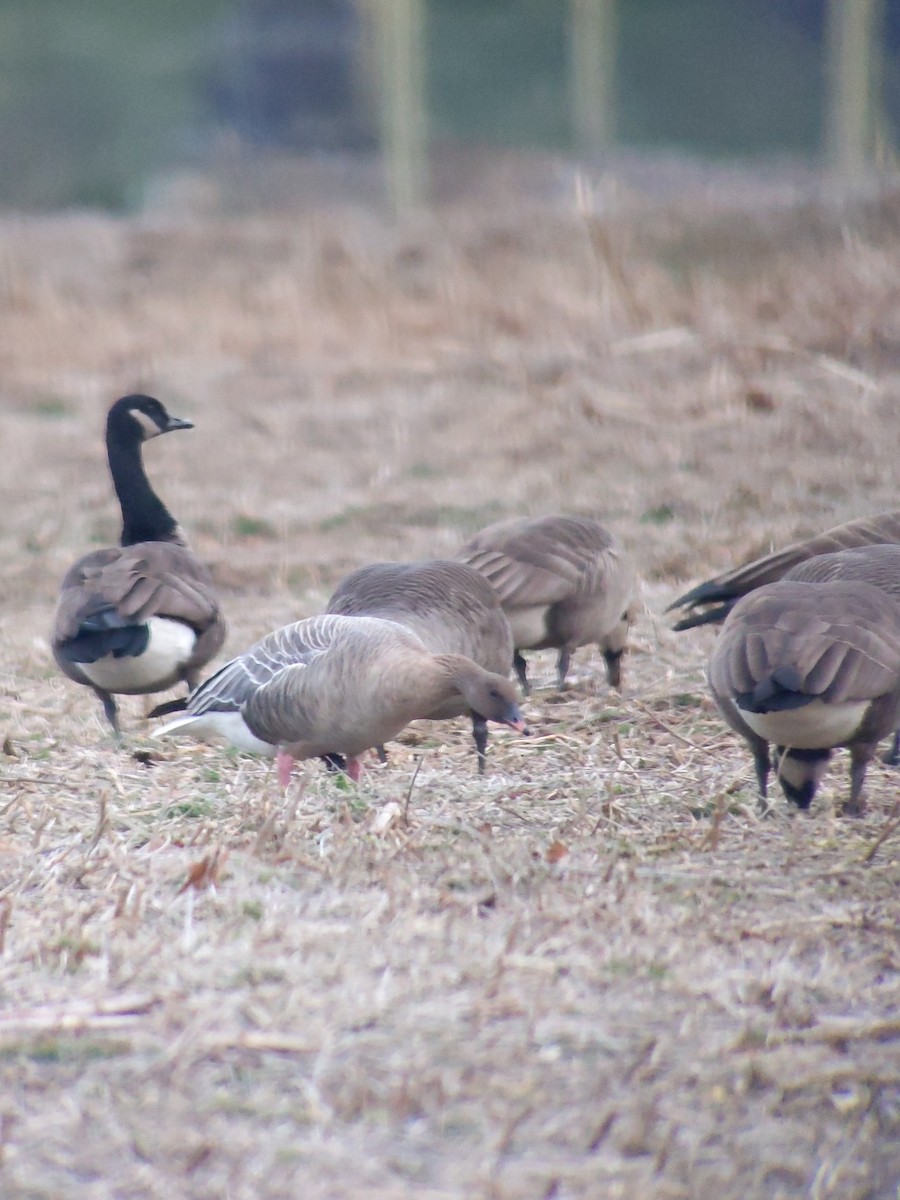 Pink-footed Goose - ML405416421