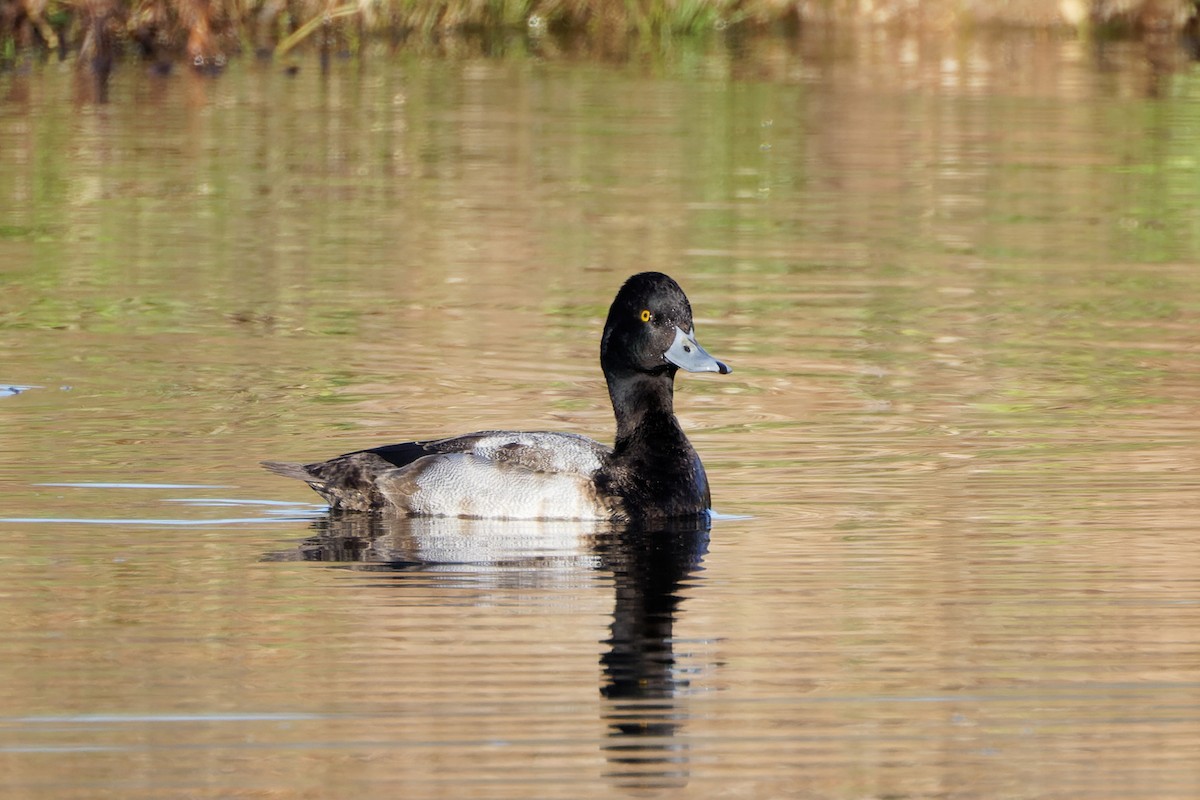 Lesser Scaup - ML405417251