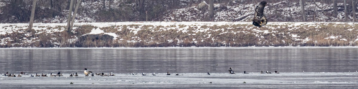 Bald Eagle - ML405417541