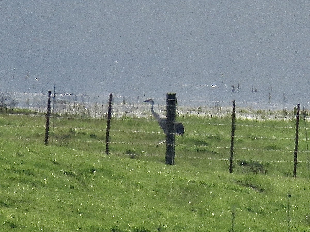 Sandhill Crane - ML405417711