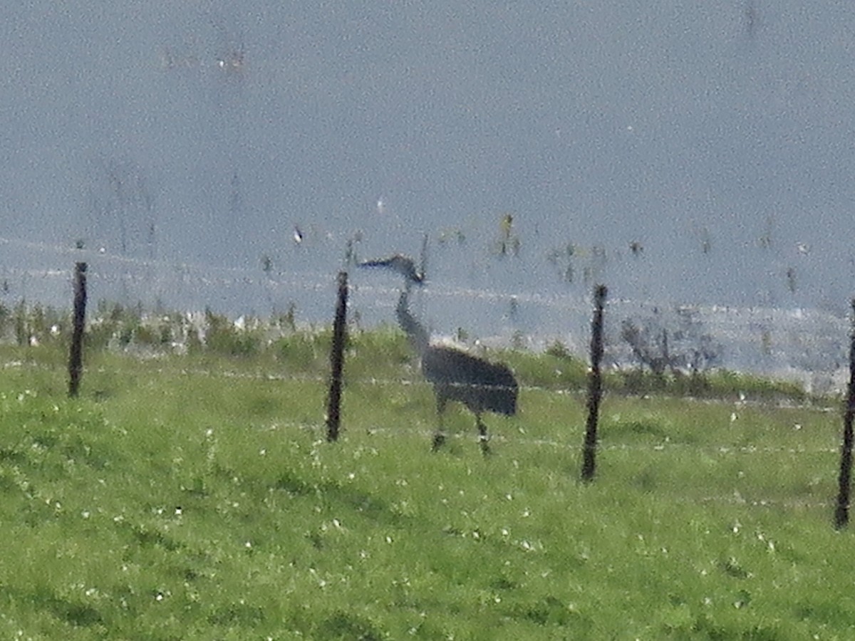 Sandhill Crane - ML405417751