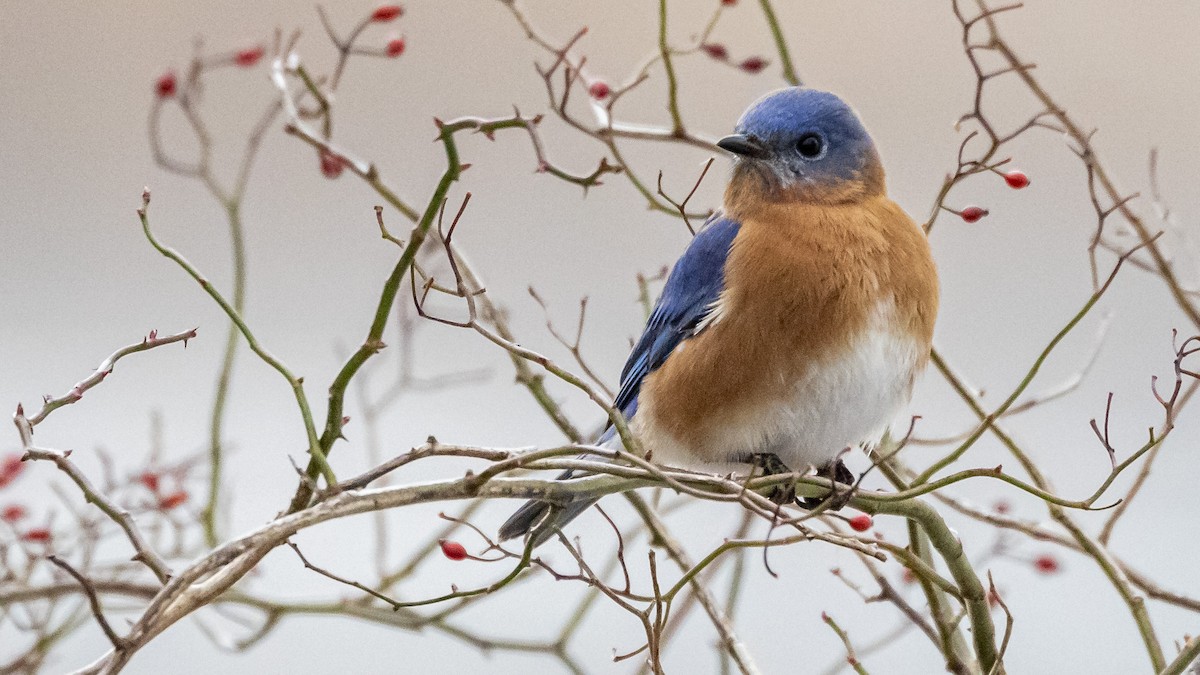 Eastern Bluebird - ML405417911