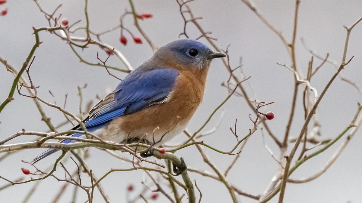 Eastern Bluebird - ML405417921