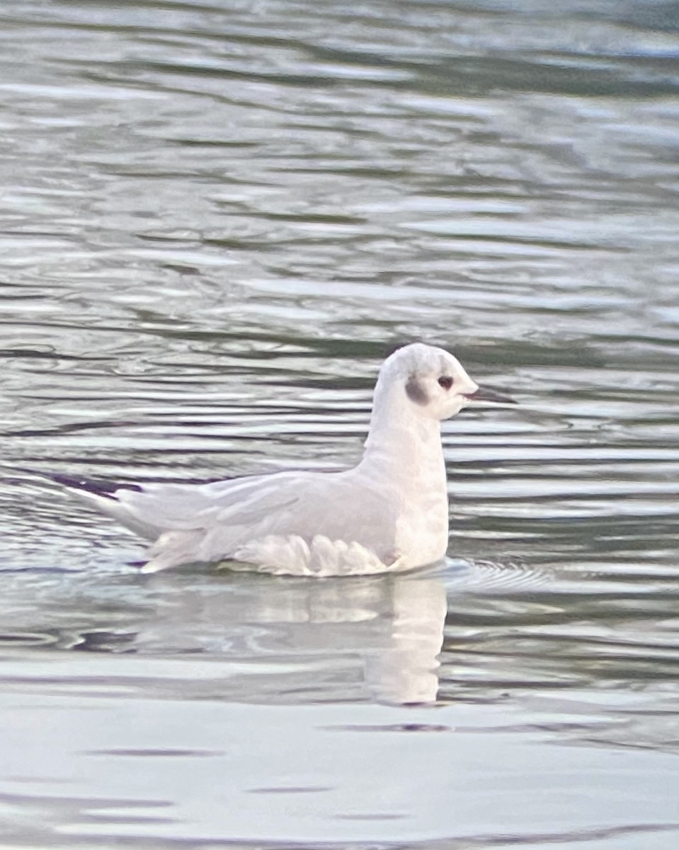 Bonaparte's Gull - ML405418411