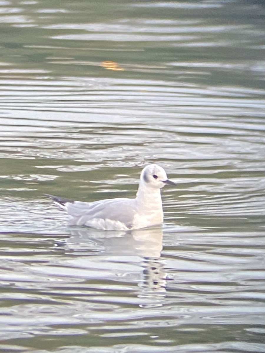 Mouette de Bonaparte - ML405418431