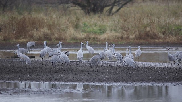 Sandhill Crane - ML405418831