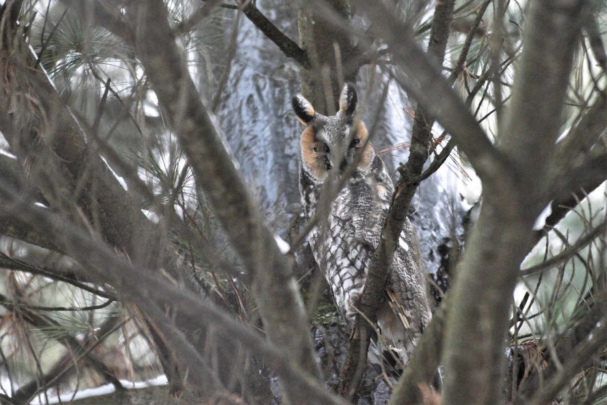 Long-eared Owl - ML405419621