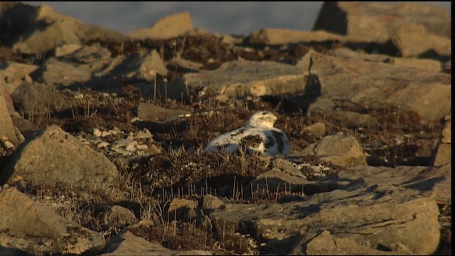 Rock Ptarmigan - ML405420