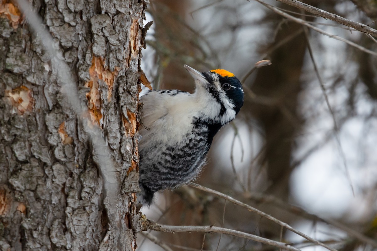 Black-backed Woodpecker - Calvin S