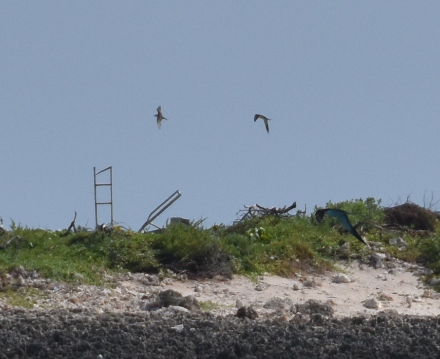 Bridled Tern - ML405421971