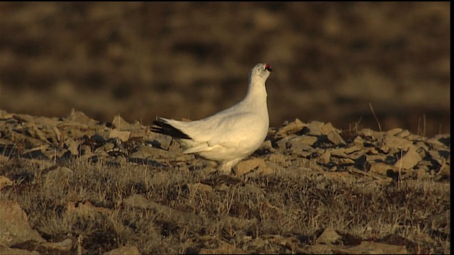 Rock Ptarmigan - ML405423