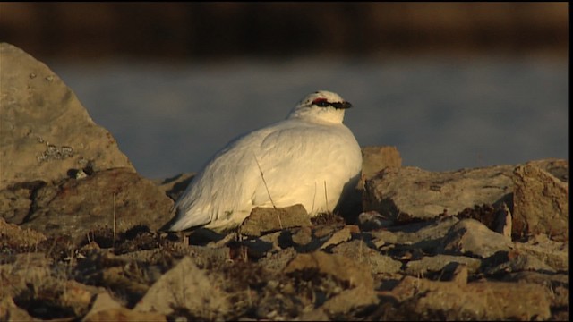 Alpenschneehuhn - ML405424