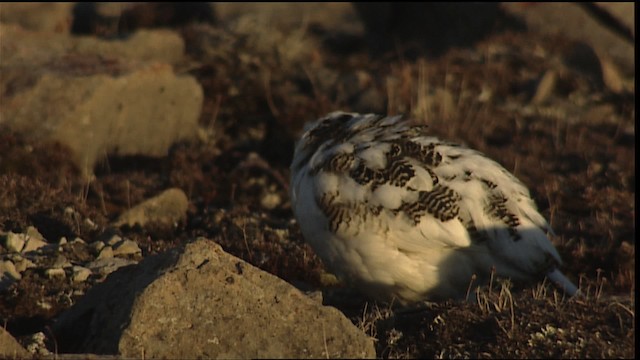 Alpenschneehuhn - ML405425