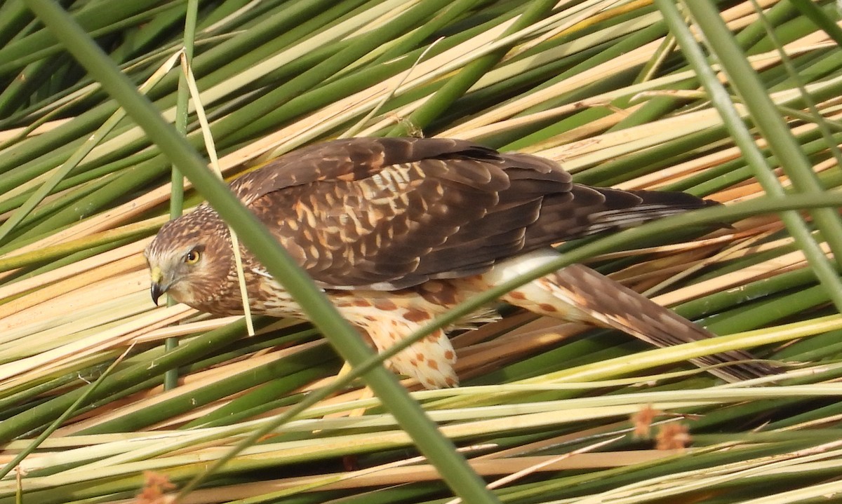 Northern Harrier - Corey S.