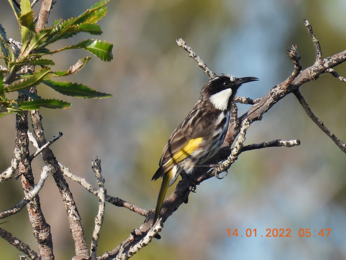 White-cheeked Honeyeater - ML405425691