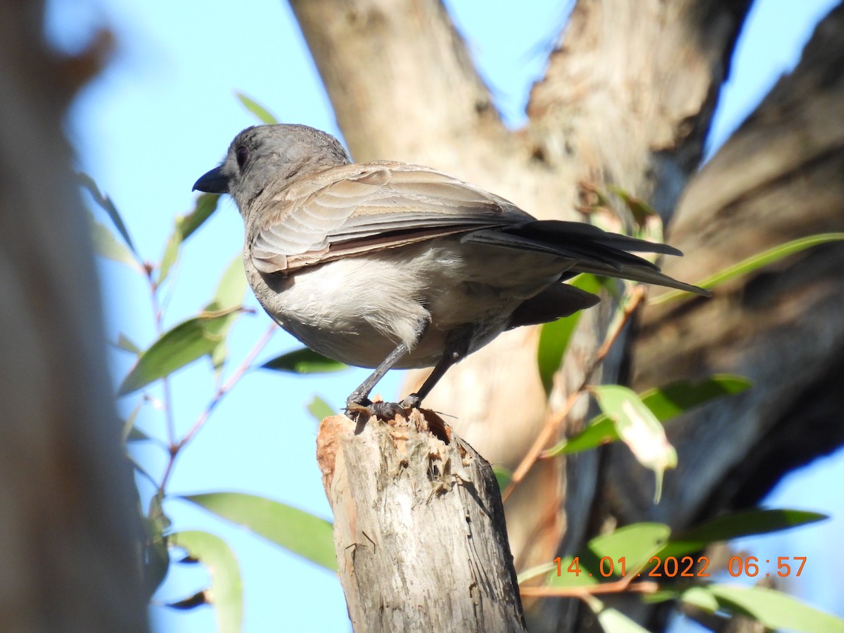 Gray Shrikethrush - ML405425851