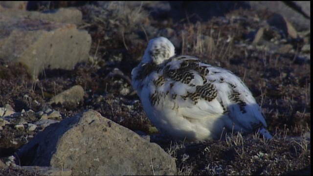 Rock Ptarmigan - ML405426