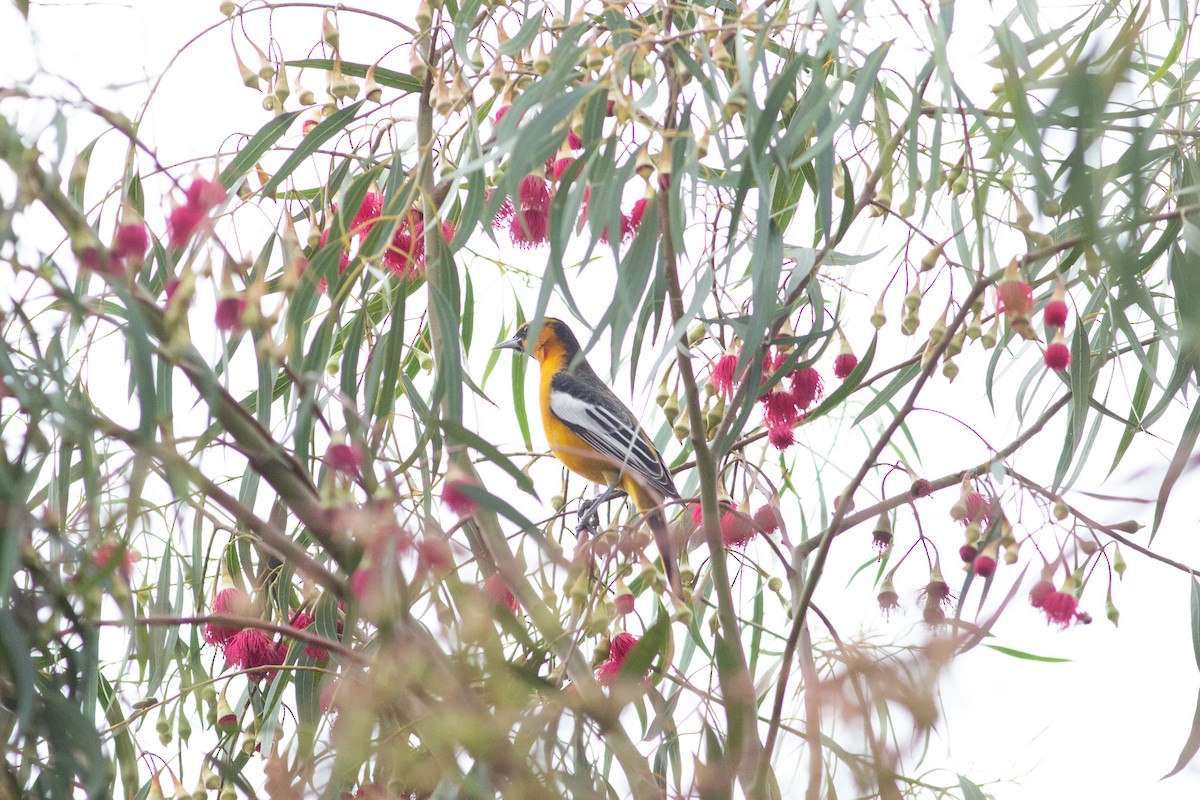 Bullock's Oriole - Nathan French